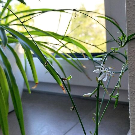 Kempten Mit Bauernhof-Flair Exteriér fotografie