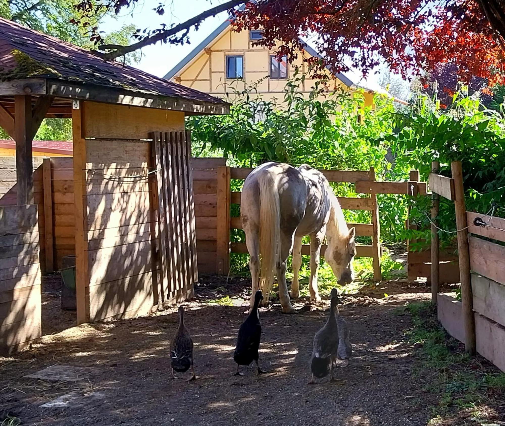 Kempten Mit Bauernhof-Flair Exteriér fotografie